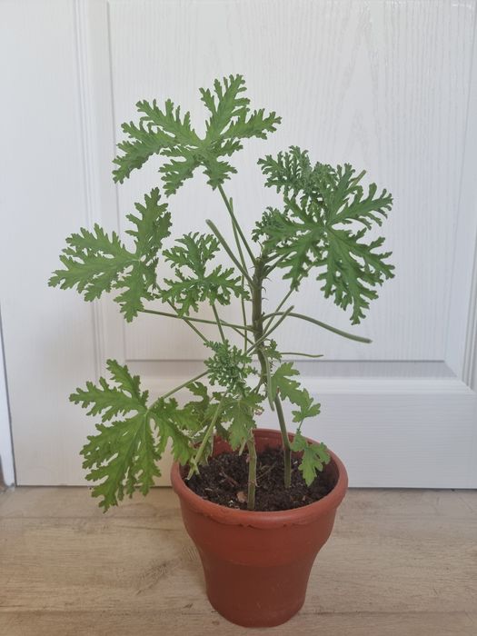 Mușcată parfumată Drușaim / Mușcată de lămâie