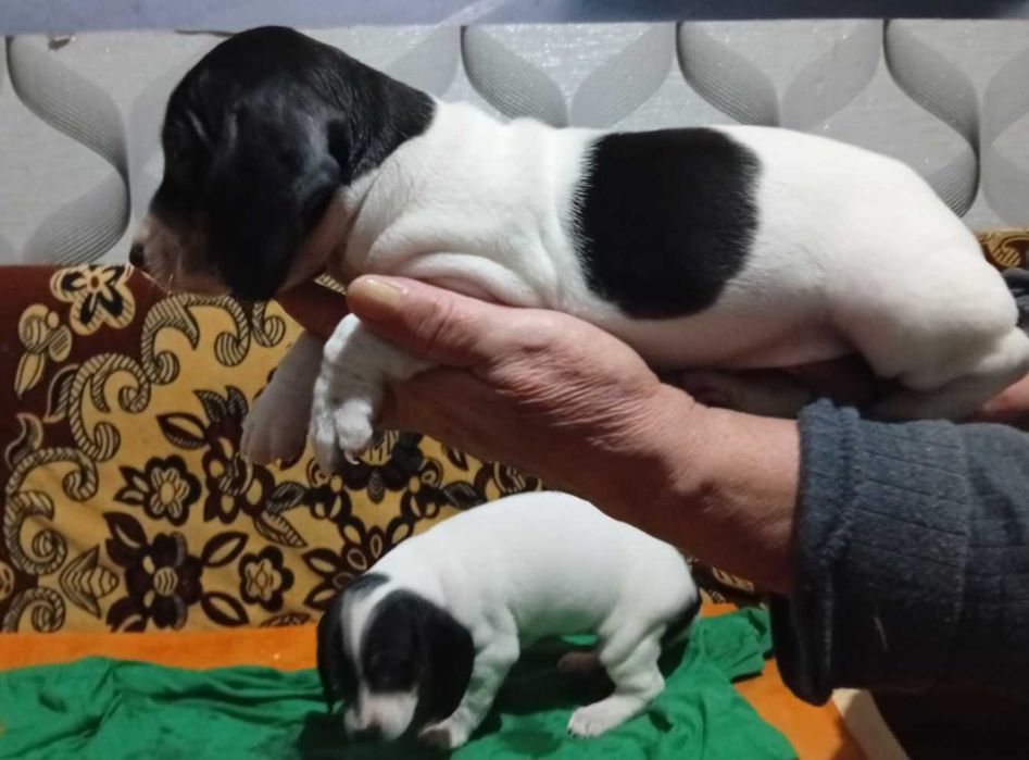 мини дакел Пайболд мъжки и женски кученца