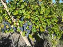 Vand Struguri de Vin