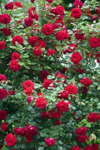 Кустовая шикарная роза