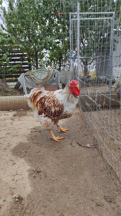 Cocos wyandotte Splash