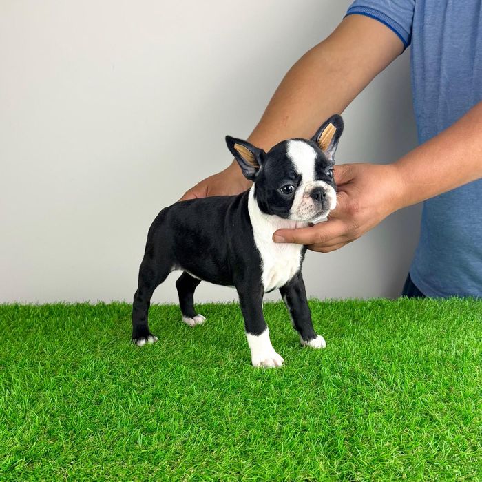 Pui Boston Terrier cu pedigree caută familie iubitoare