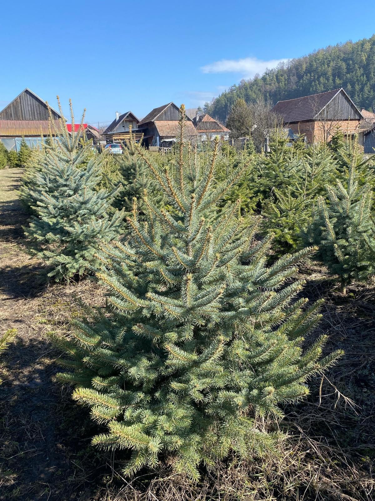 Vând tuia leylandii suntem producător oferim livrare gratuita în toată