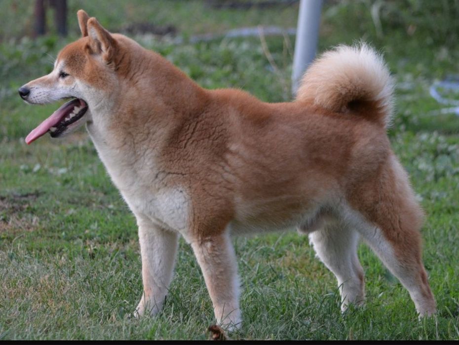 Mascul Shima-Inu
