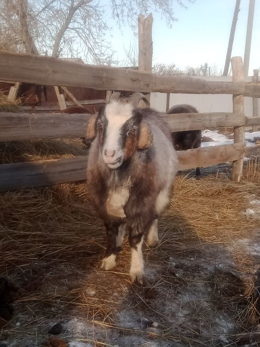 Продам котную козу