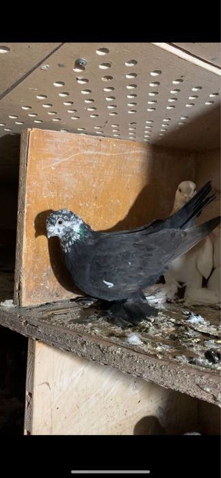 Голуби вольные в гоге