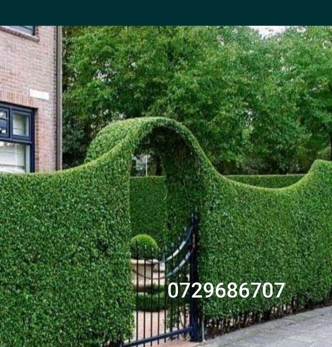 Ligustrum vulgare lemn cainesc pentru gard viu