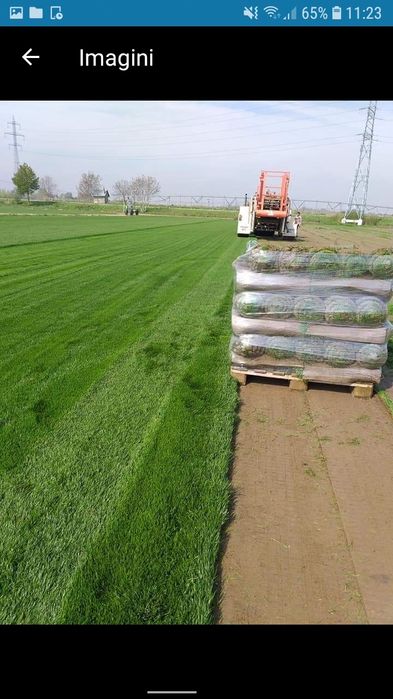 Vând gazon rulou transport si montez in toata țara