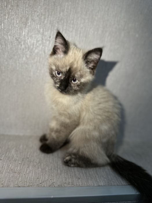 продается котёнок