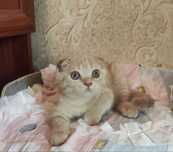 Продается шикарный котенок мальчик фолд