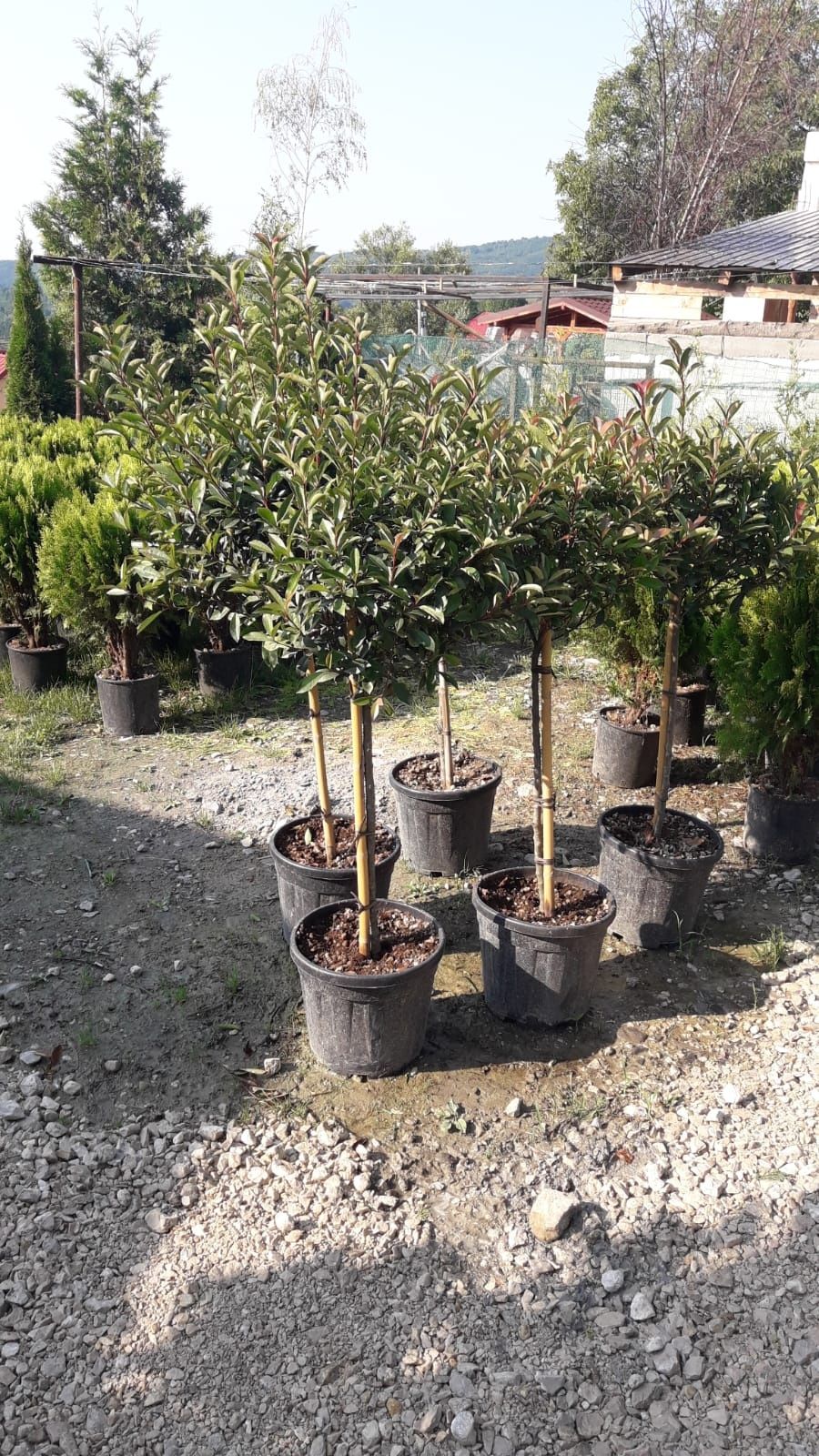 Vând plante ornamentale tuia,magnolia,brad argintiu,etc