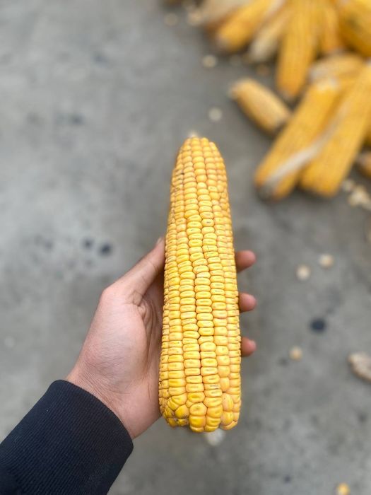 Makkajohori sotiladi holati yahshi qurtlamagan