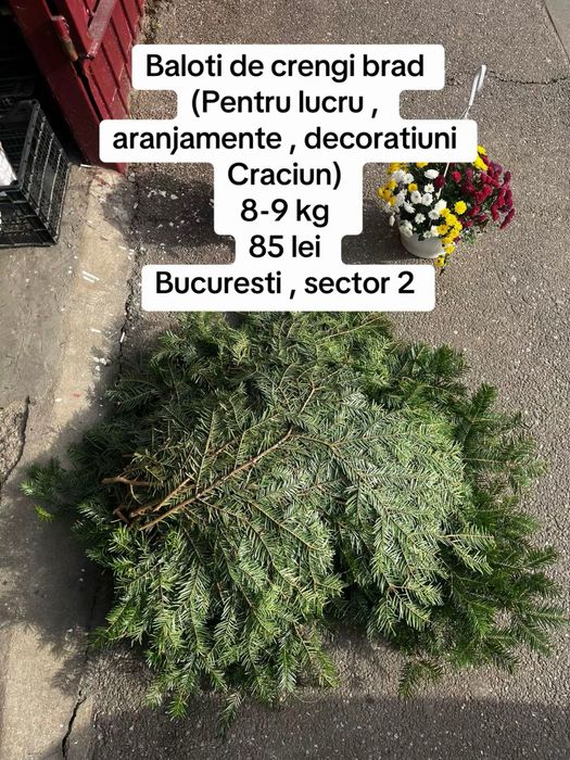 Balot crengi brad natural