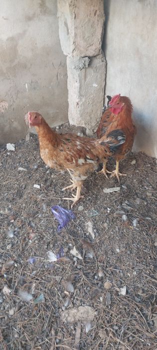 Тауық бір штук калды