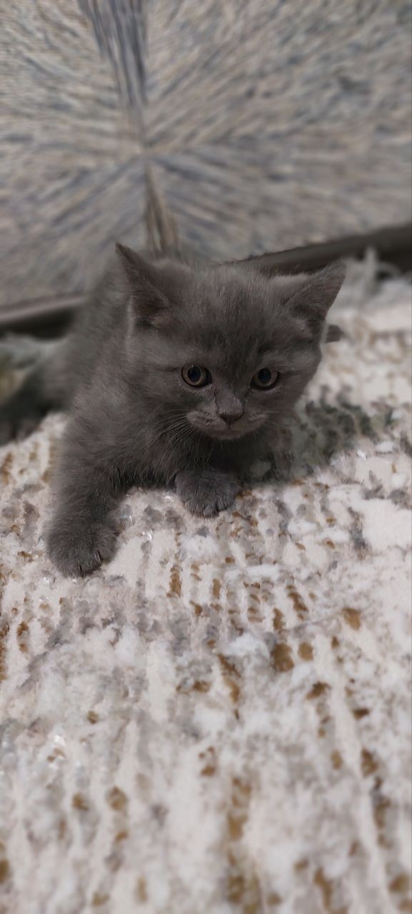 Скоттиш Фолд - британец 2 месячные