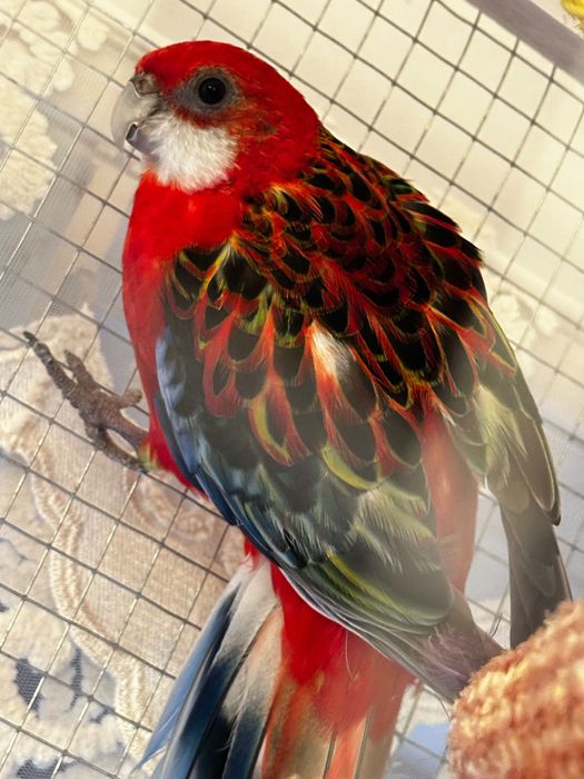 Vând papagali rosella cu voliera