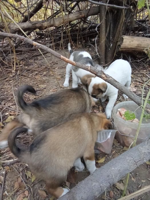 Отдам в хорошие руки