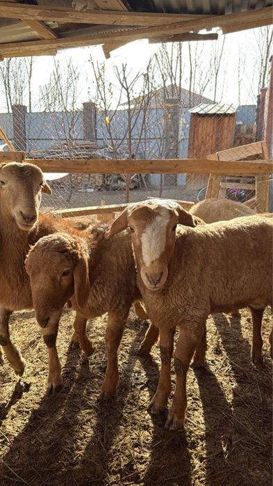 Арашан бараны баран