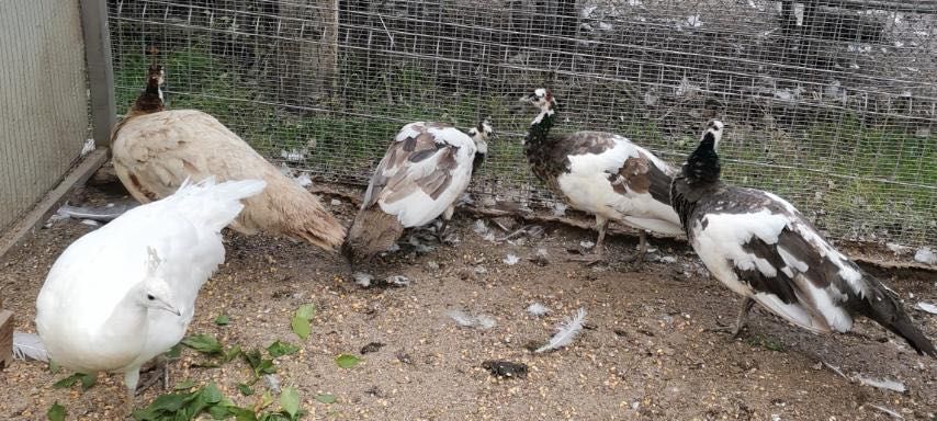 Тригодишни пауни