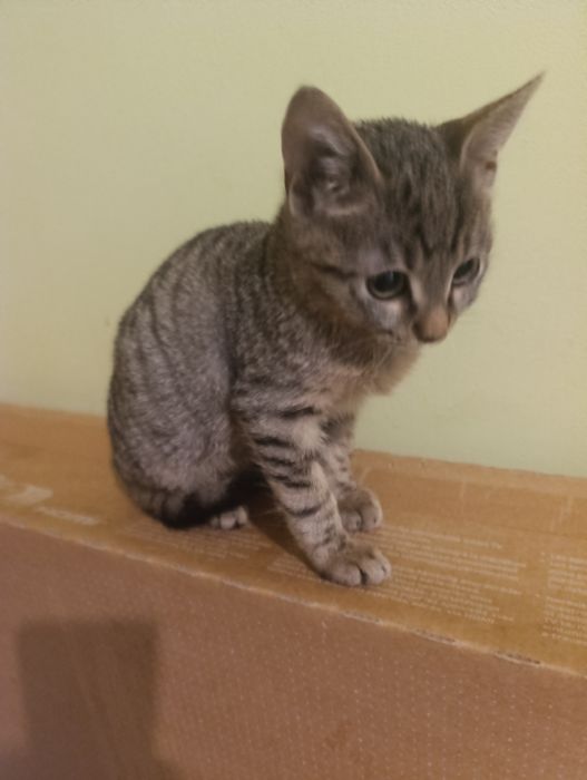 Малко коте на два месеца