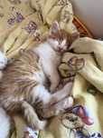 Подаряват се котенца