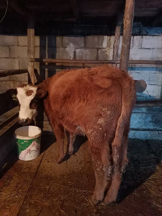 Бұзау сатам семиз