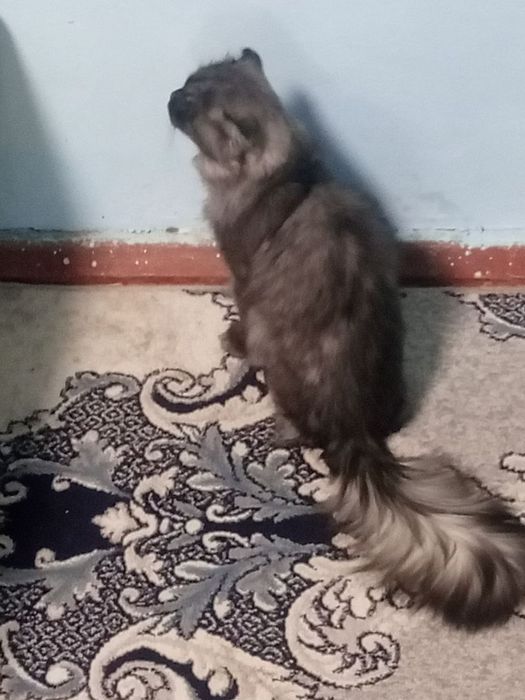 Mushuk sotiladi  o'g'il