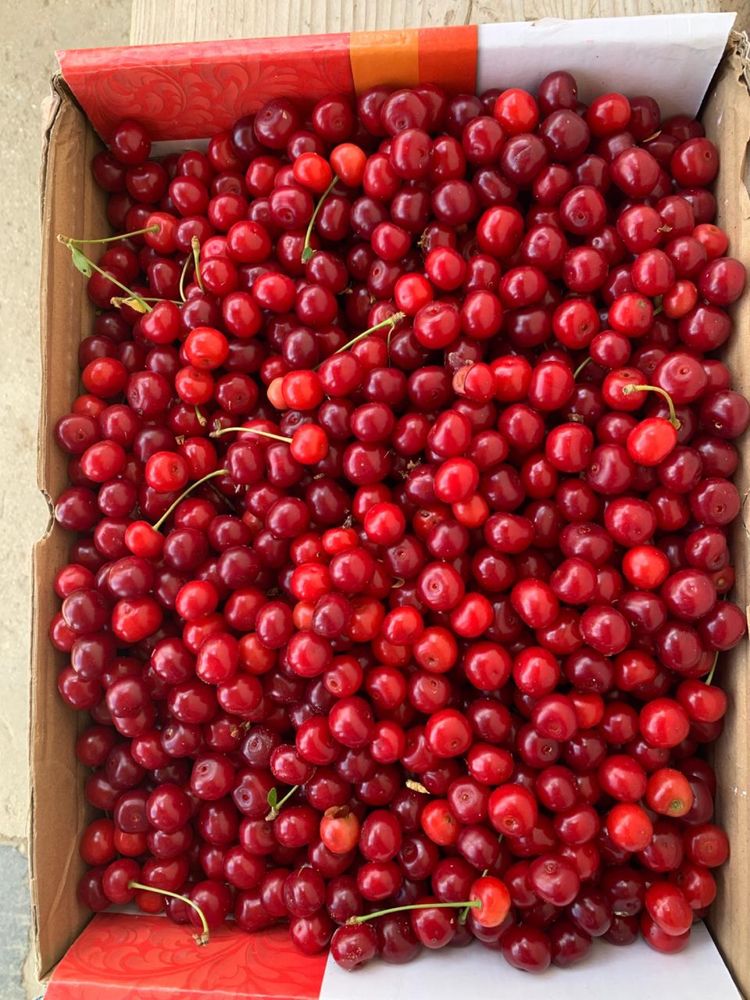 Домашняя вишня в Кульсары