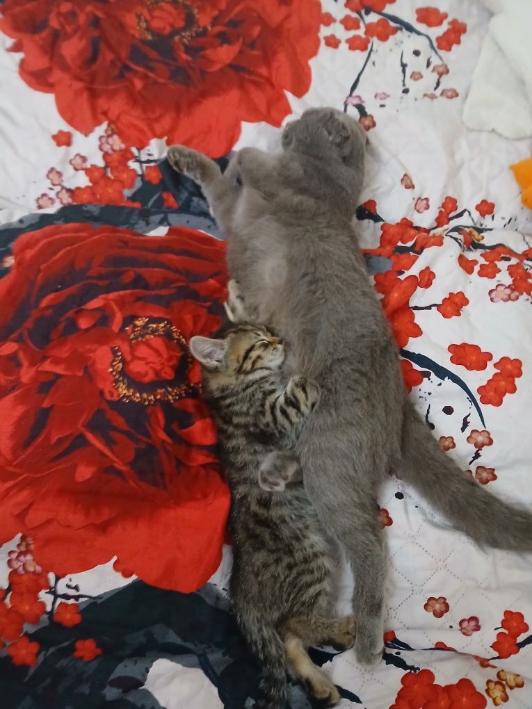Отдам котёнка девочку в добрые руки