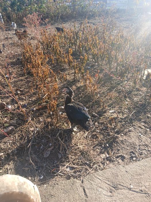 Vând rățoi mut 150 de lei negociabil.