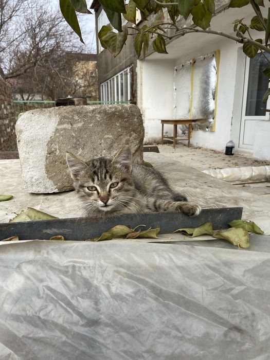 Отдам котенка в добрые руки