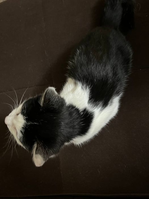 Отдам в хорошие руки