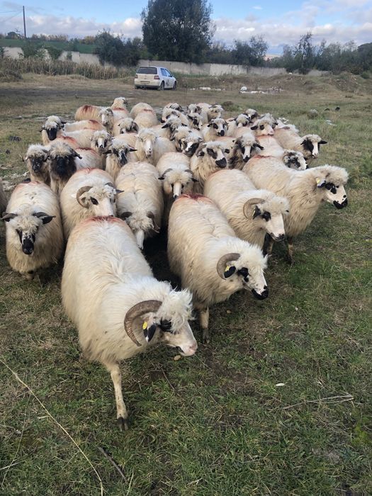 De vanzare oi tinere