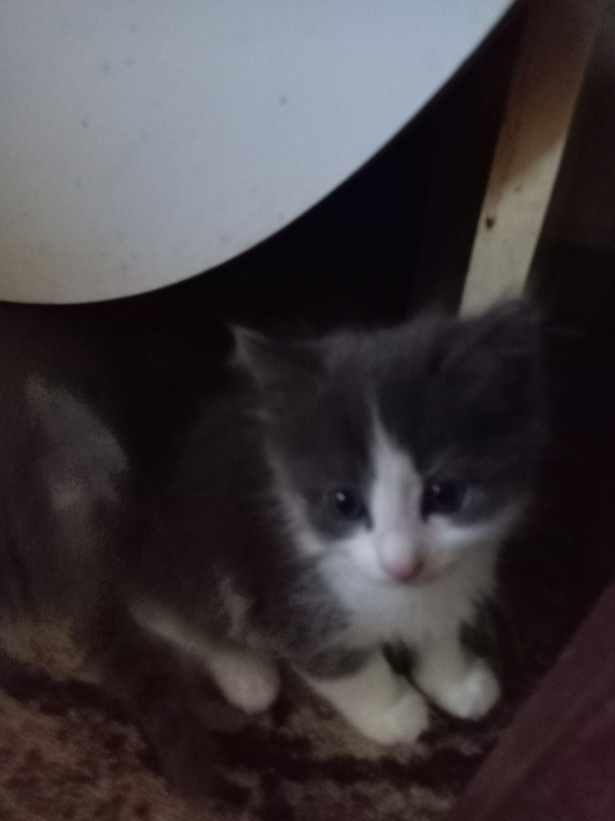Подарявам котета