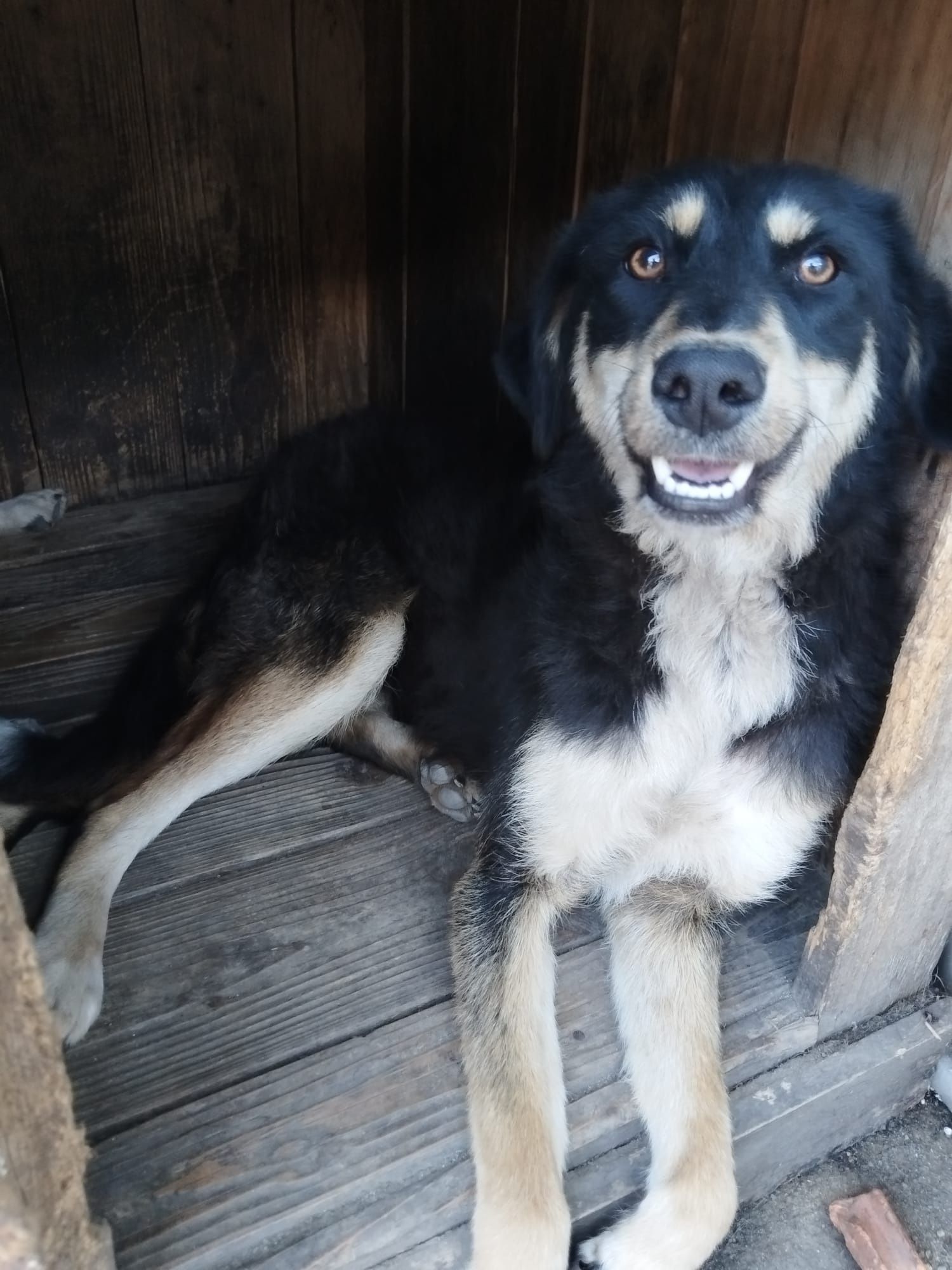 Ofer spre adopție