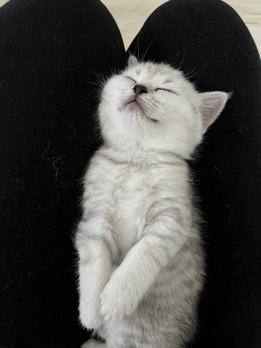 Котета - британски късокосмести