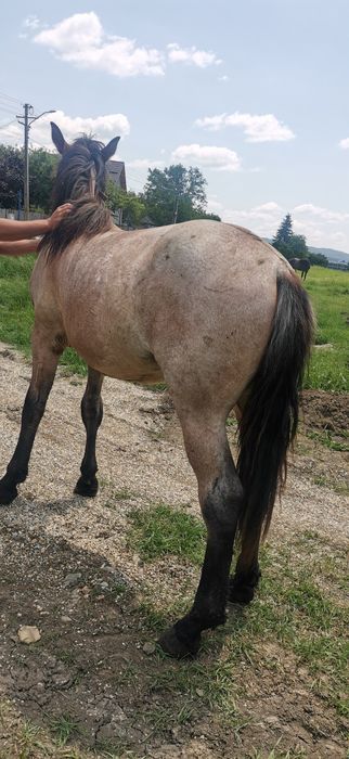 Vând mânz de un an și 5 luni