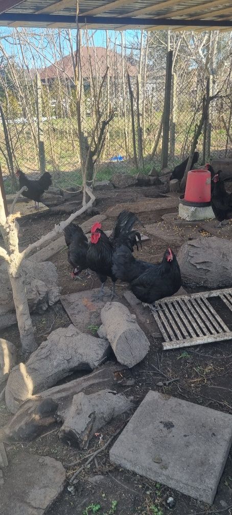 Australorp OUA pentru incubat