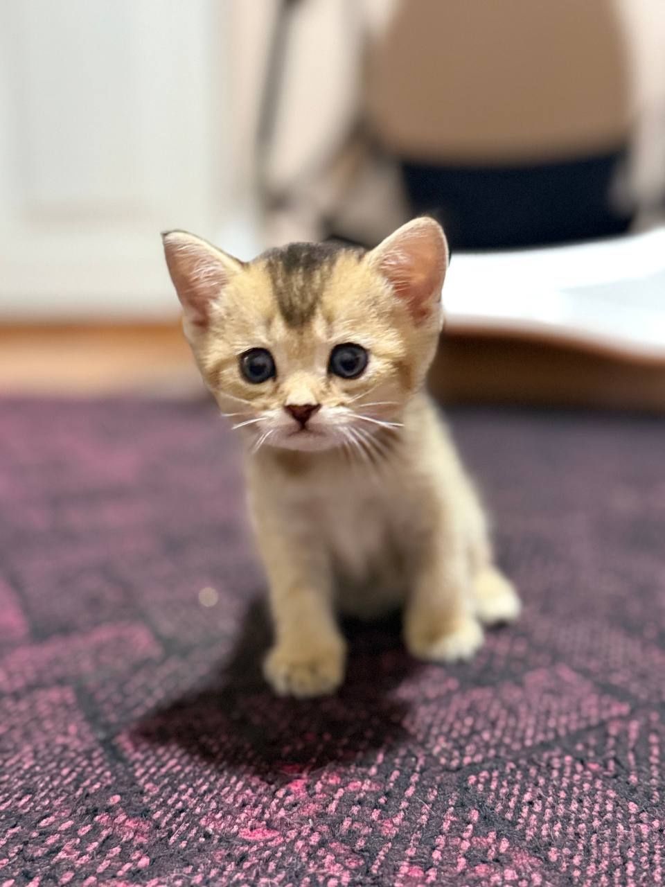 Продаются шотландские котята золотая шиншилла