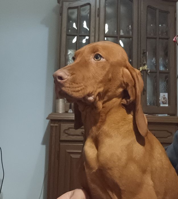 Catel viszla vijla maghiara