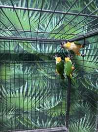 Papagali marele alexandru - caique