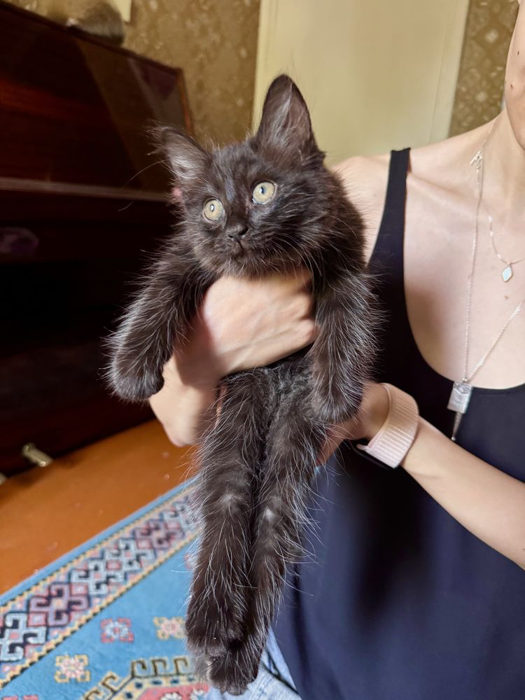 Котенок в добрые руки