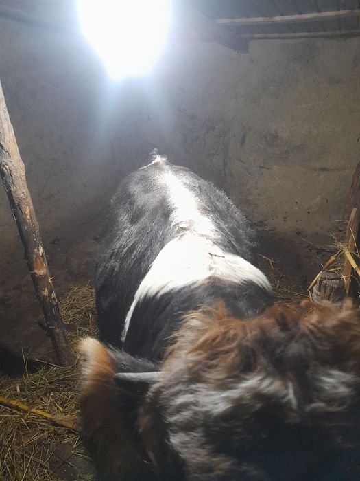 Vând vițel detalii în privat