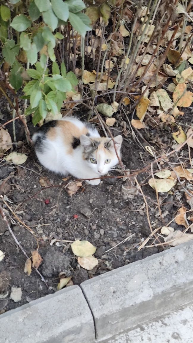 Котёнки бесплатно