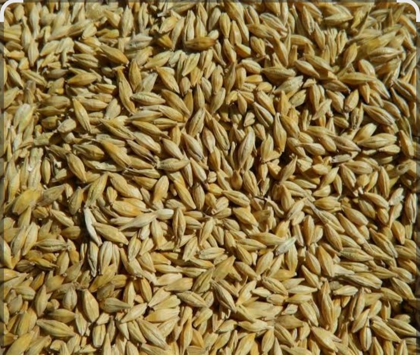 Продам ячмень этого года с элеватора