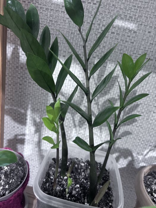 Продам долларовое дерево. Замик