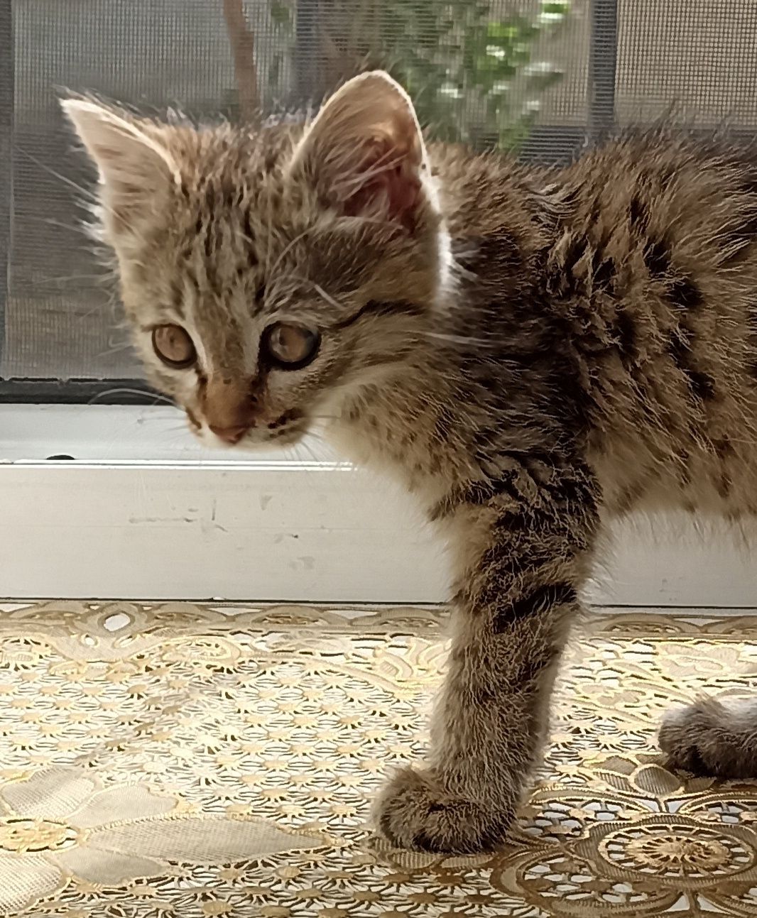 Котятки -котятушки-мальчики и девочки!!