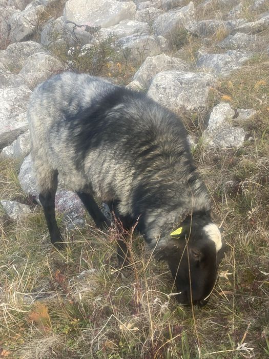 Berbec Romanov din martie 2024