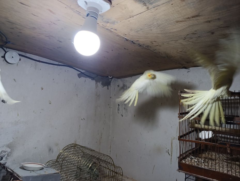 Птица попугай карелла жёлтый белый. Ручной. 5метр жойда Бир пара