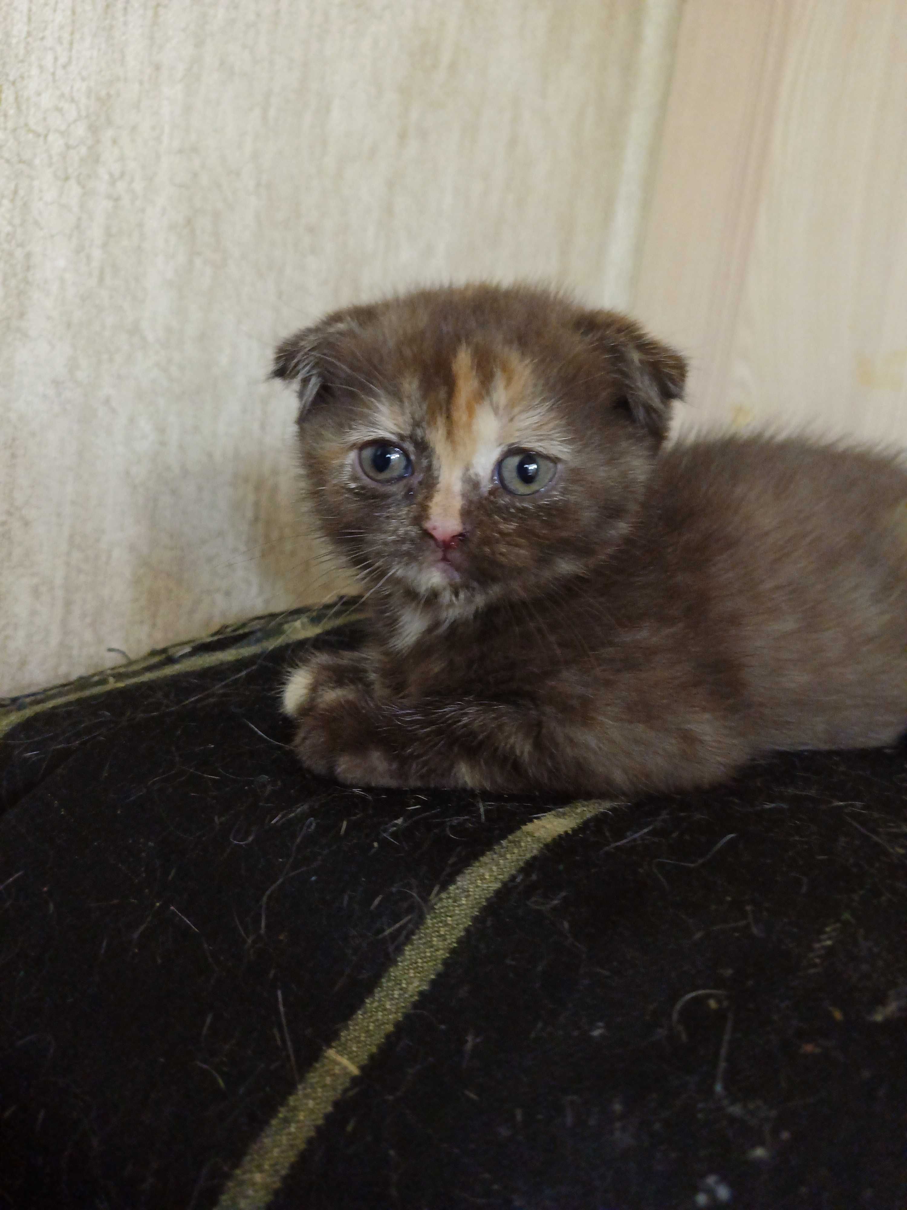 Скоттиш фолд и Скоттиш страйд котята